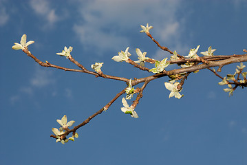 Image showing spring