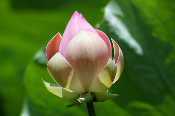 Image showing Lotus (Nelumbo)