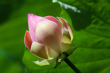 Image showing Lotus (Nelumbo)