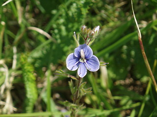 Image showing Blue flower