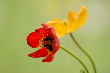 Image showing Tulip