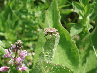 Image showing Green medow and bug