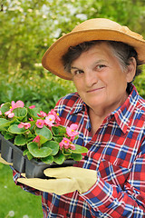 Image showing Senior woman - gardening