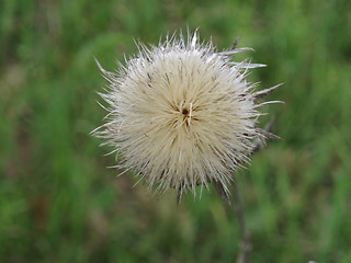 Image showing Flower ball