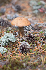 Image showing Brown cap boletus in forest