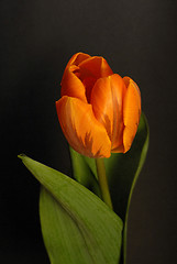 Image showing tulip