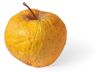 Image showing Rotten dry disgusting apple on white with shadow