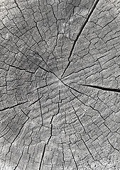 Image showing Log end face covered with small cracks