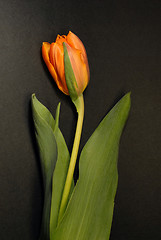 Image showing tulip