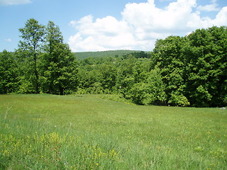 Image showing Green medow and trees