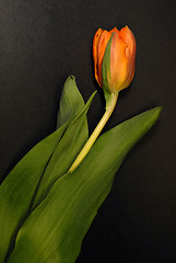 Image showing tulip