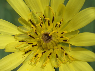 Image showing Yellow wild flower