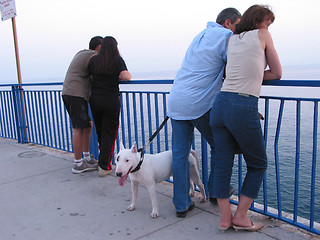 Image showing Two couples and a dog Nice, France