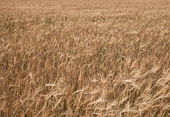 Image showing Background from a field sowed by a rye