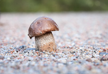 Image showing Brown cap boletus in stony ground