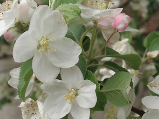 Image showing Apple Blossoms