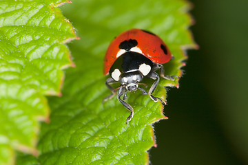 Image showing Red ladybird sits on green sheet