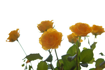 Image showing roses