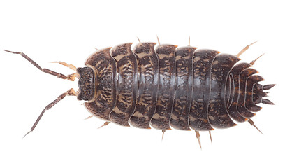 Image showing Brown big wood louse - Porcellio scaber