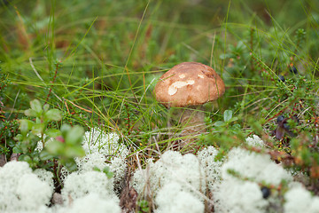 Image showing Brown cap edible boletus in northern autumn forest