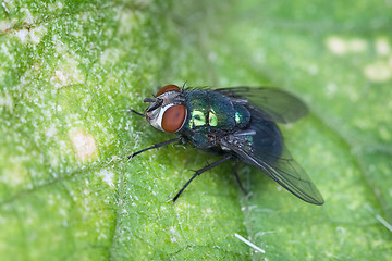 Image showing Fly sitting on green sheet of plant