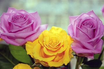 Image showing roses