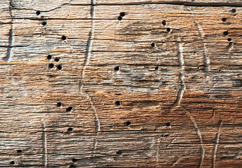 Image showing Rotten wood with holes the made larvae of bugs