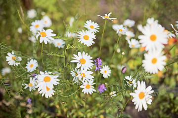 Image showing Flowers - chamomiles growing on a bed