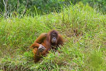 Image showing Orangutan