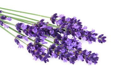 Image showing Isolated lavender