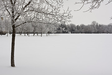 Image showing Trees on a snow covered park 