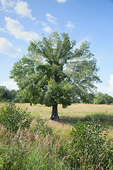 Image showing Standing alone tree - oak with beams in crone