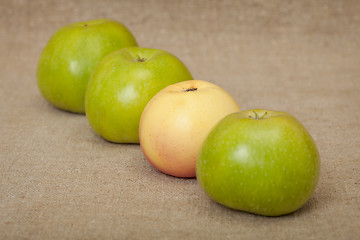 Image showing Three green apples and one yellow