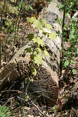 Image showing Tree