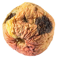 Image showing Rotten dry disgusting apple on white background