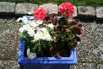 Image showing Pot with flowers