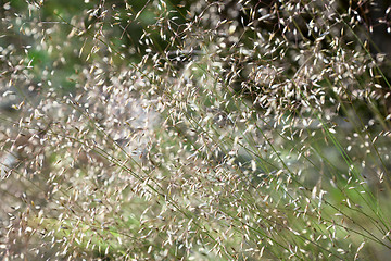 Image showing Green summer grass blurred abstract background