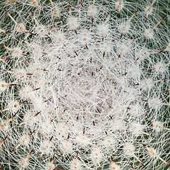 Image showing Top of cactus plant detail background