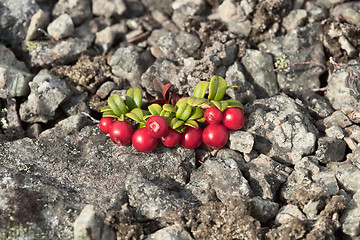 Image showing Cowberry growing on stony soil