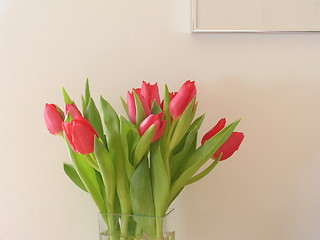 Image showing Red tulips