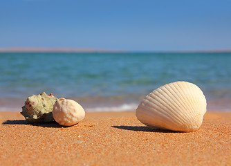 Image showing beach with seashelsl near sea