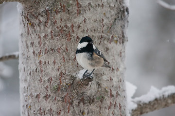 Image showing Coal tit