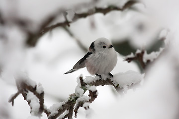 Image showing longtailed tit