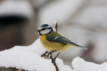 Image showing Blue tit