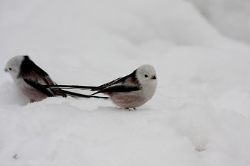 Image showing longtailed tits