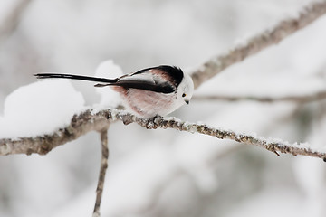 Image showing longtailed tit