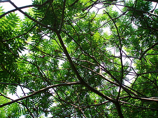 Image showing Tree and sky