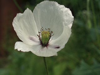 Image showing White Papaver