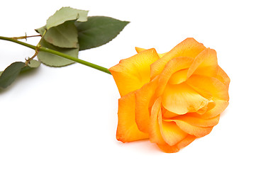 Image showing Orange rose