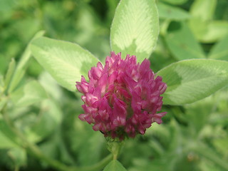 Image showing Trifolium pratense